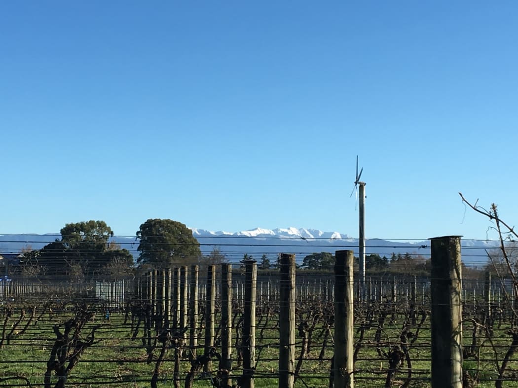 Fresh snow on the Tararuas behind a Martinborough vineyard