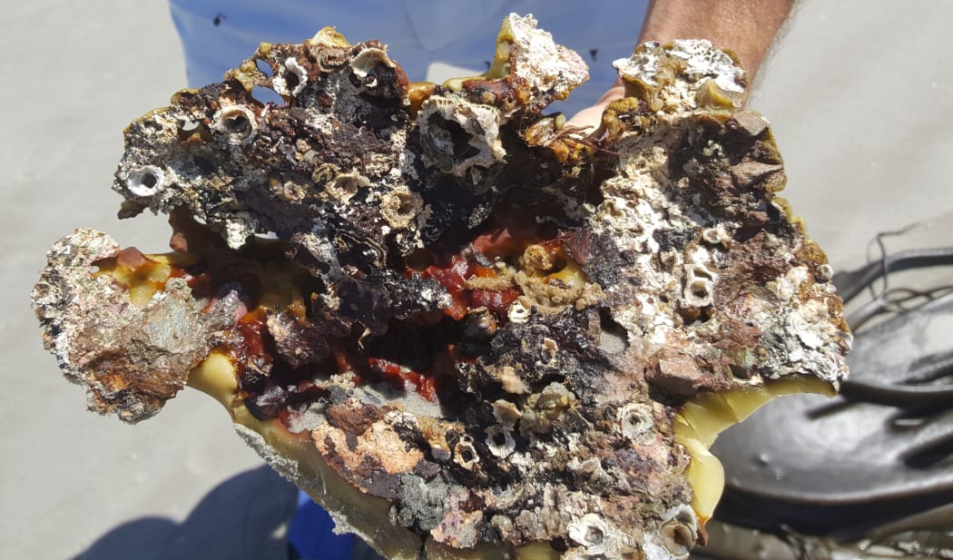 Communities of animals find a home in the holdfasts of bull kelp, including specialised chitons that live only there. When the bull kelp breaks off the holdfast community travels with it.