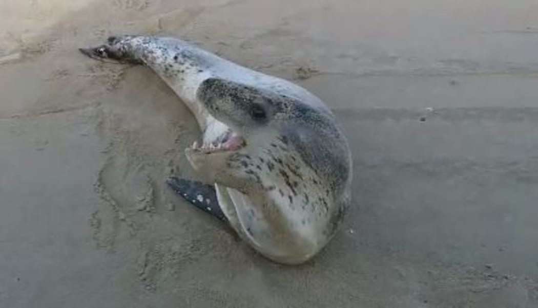 Shane Searle had taken a video of the seal on the Northland beach before it was found dead the next day.