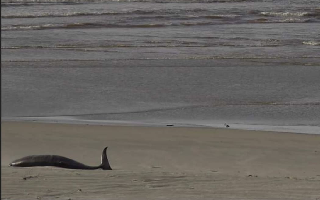 The spade-toothed whale shown in the bottom left hand corner of Taieri Mouth webcam footage the morning it was first reported on July 4.