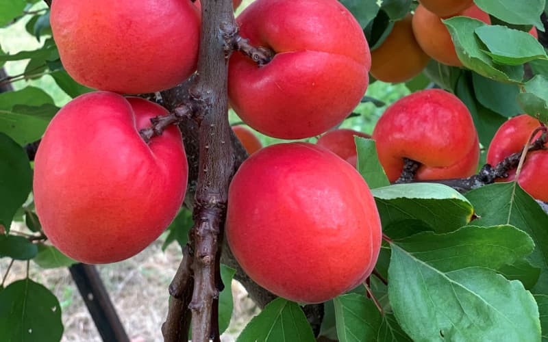 Two-decade research and development journey ripens into new apricot ...