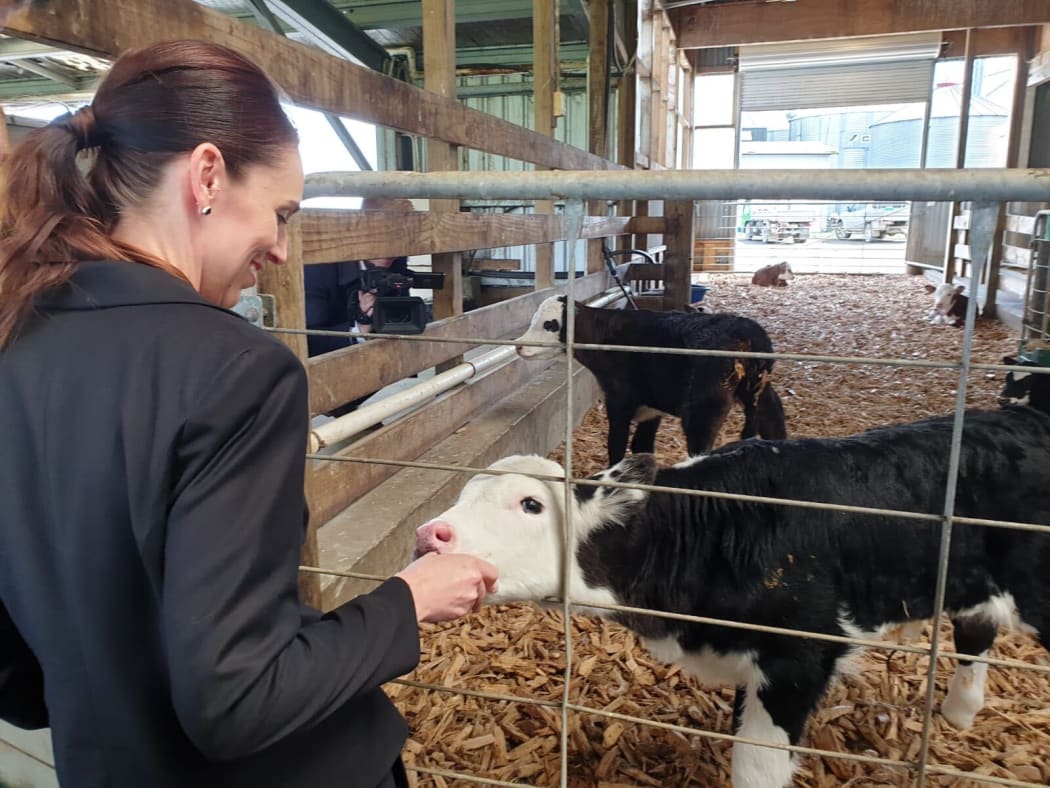 Jacinda Ardern feeds a calf at the Green Valley Dairy Company, Mangatawhiri. 23 September