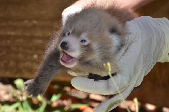 One of the new-born red panda cubs at Auckland Zoo.