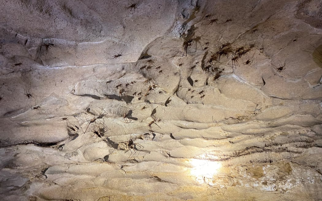 Weta's nestled at the top of the cave.
