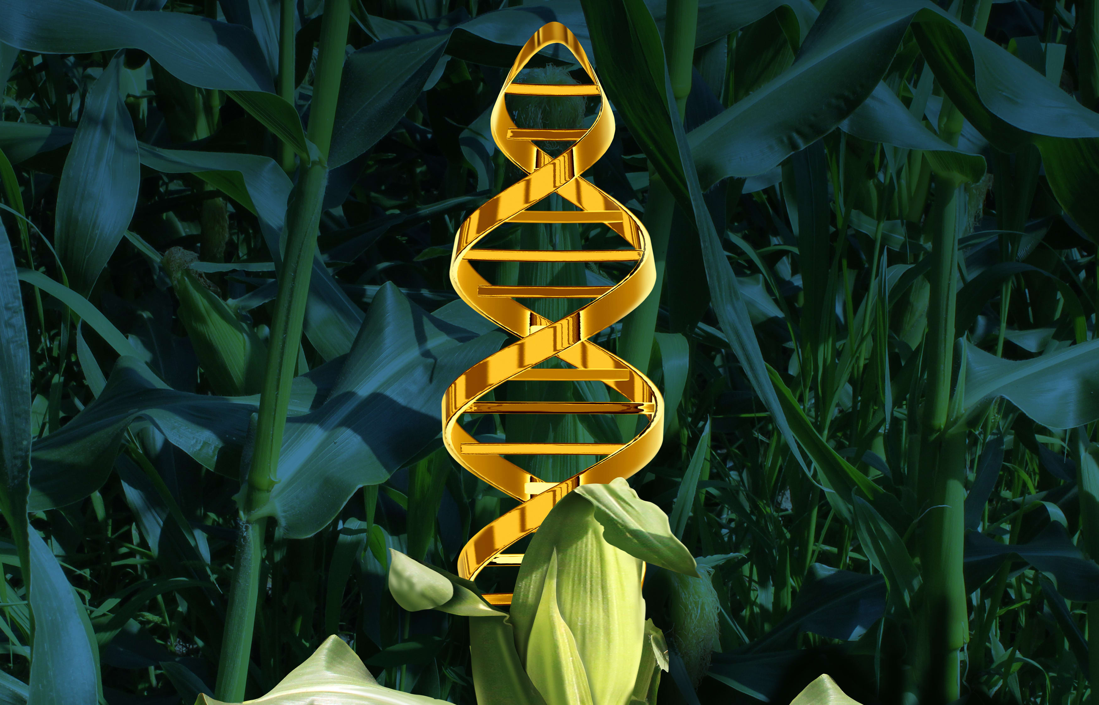 Corn plant in a crop field with a DNA strand symbol in the vegetable as an icon of produce technology.