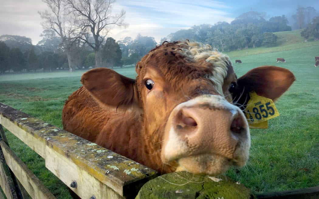 One of the 60 cows who call Cornwall Park home.