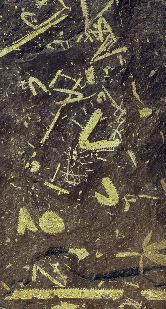Roger Cooper discovered this slab of black shale in a fossil site in north-west Nelson. It shows the skeletons of several individual graptolites.