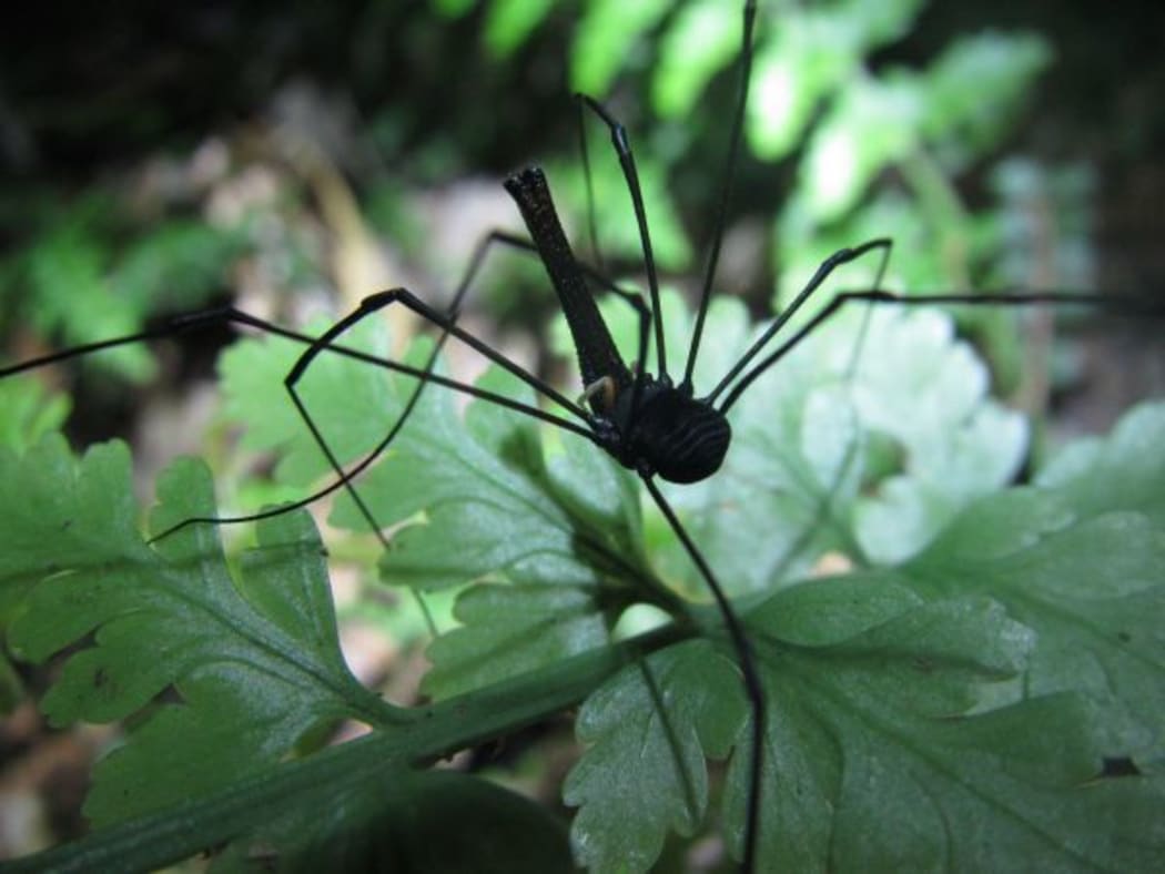 A male harvestmen