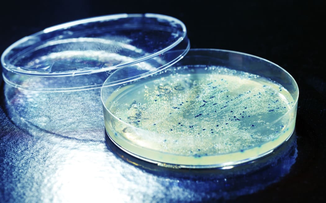 The Tauranga Council plans to test the rest of its building for mould and has moved staff as a precaution.