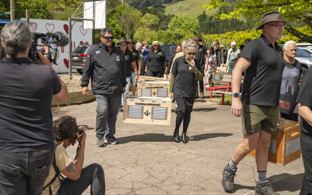 A procession of people carrying wooden boxes that contain kiwi ready to be released. It takes two people on either side of the box to carry it.
