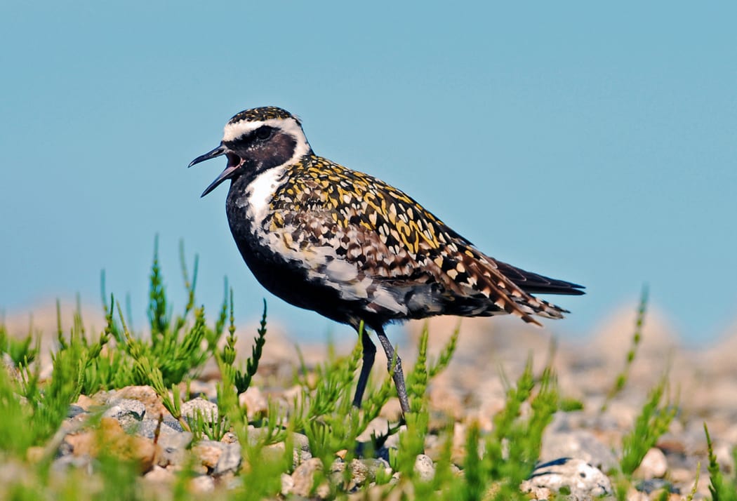Pluvialis_fulva - Pacific Golden Plover