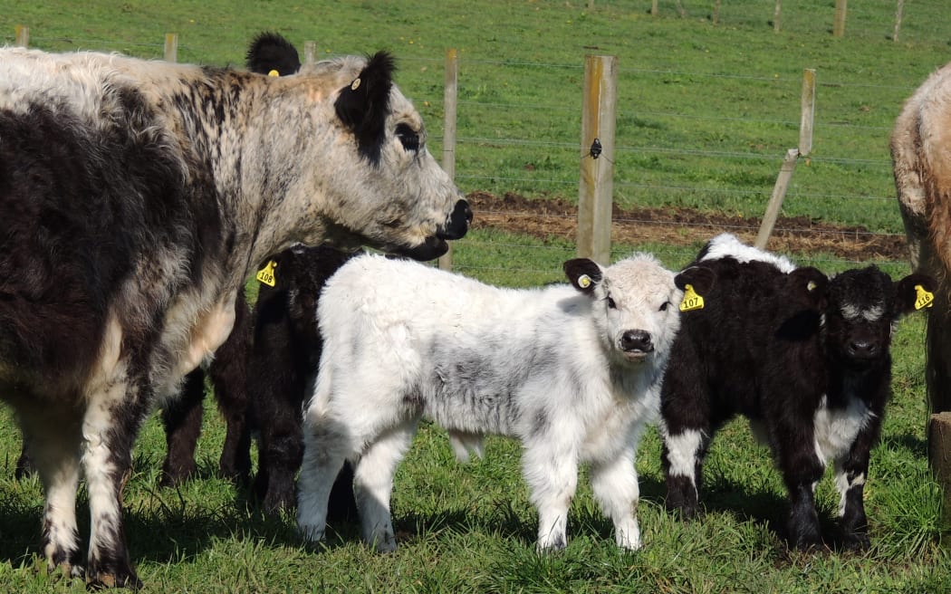 Two of the calves born on August 25.