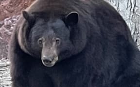 Black bear encounters are a regular occurrence in Tahoe and other areas of North America.