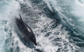 Dolphin Bay of Islands