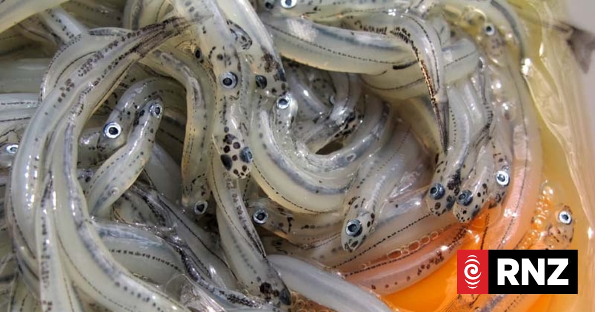 Ngāi Tūāhuriri places rāhui over customary whitebait season after ongoing abuse