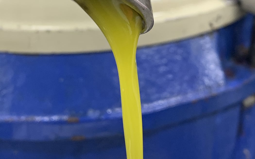 Oil trickling out after the olives are pressed and separated