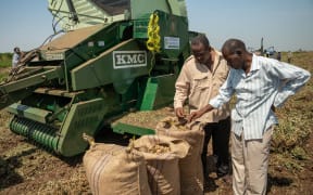 Farmers harvest peanuts at the New Halfa irrigated agricultural project in Kassala state in eastern Sudan on October 20, 2024. - The World Health Organization says at least 20,000 people have been killed in the civil war since it broke out in April 2023 between the army and RSF paramilitaries, with the UN saying around a fifth of Sudan's population have been forced from their homes, and a UN-backed assessment in August 2024 declaring a famine in the Zamzam refugee camp in Darfur near the city of El-Fasher. (Photo by AFP)
