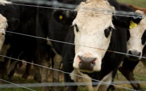 Cows in a paddock. Agriculture accounts for a third of New Zealand's carbon emissions.