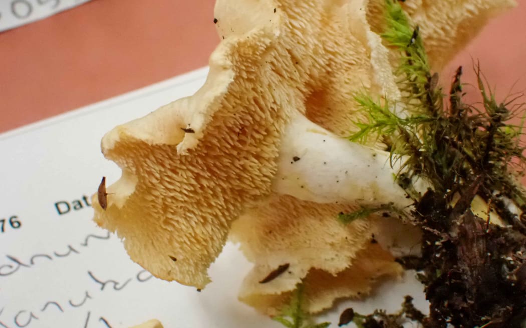 On the specimen table at the Fungal Foray.