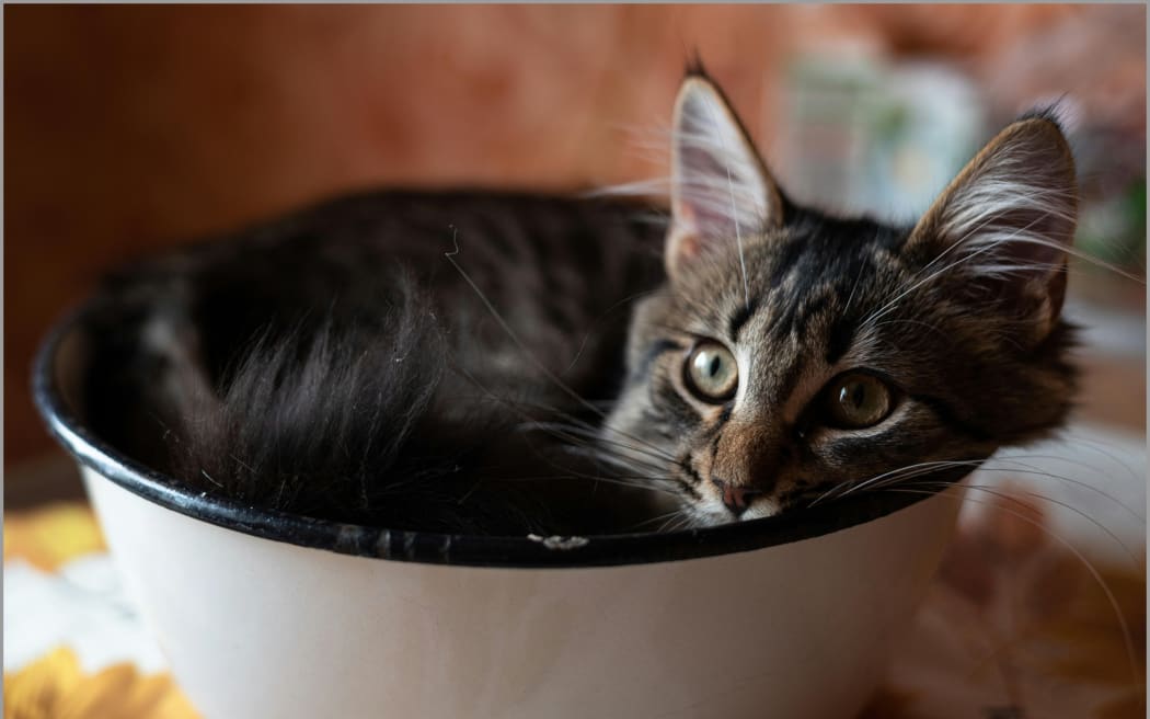 A cat squeezed in to a bowl.