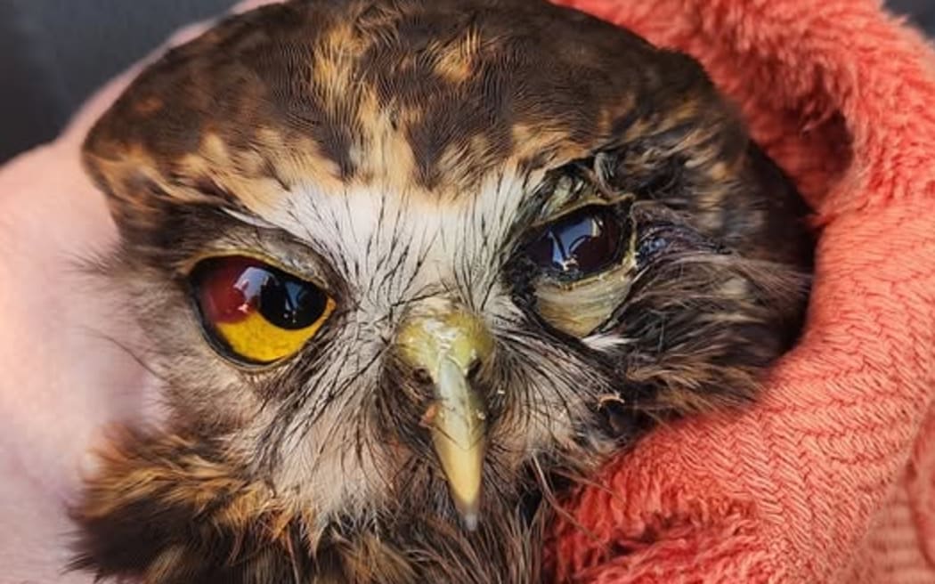 People are being urged to watch for exhausted sea birds and tiny nestlings blown from their nests in the wild weather.