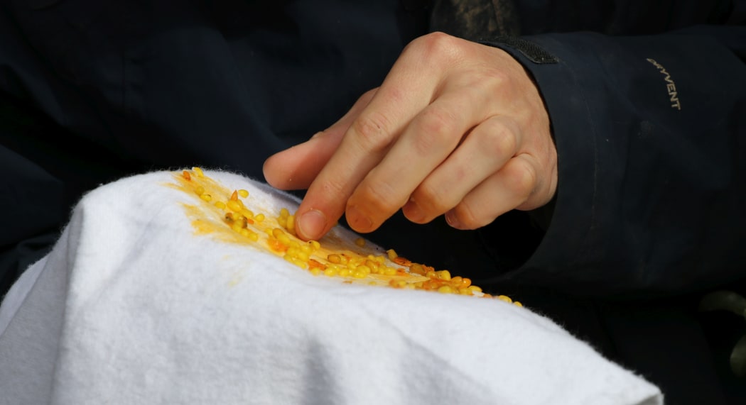 After the mistletoe seeds are harvested, they have to be rubbed to remove the skins and make the sticky mucus appear.