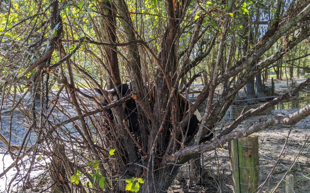 About five cows on Ray Phillips' farm in Tologa Bay did not manage to swim to safety, including one that got stuck in a tree during the flooding of Cyclone Gabrielle.