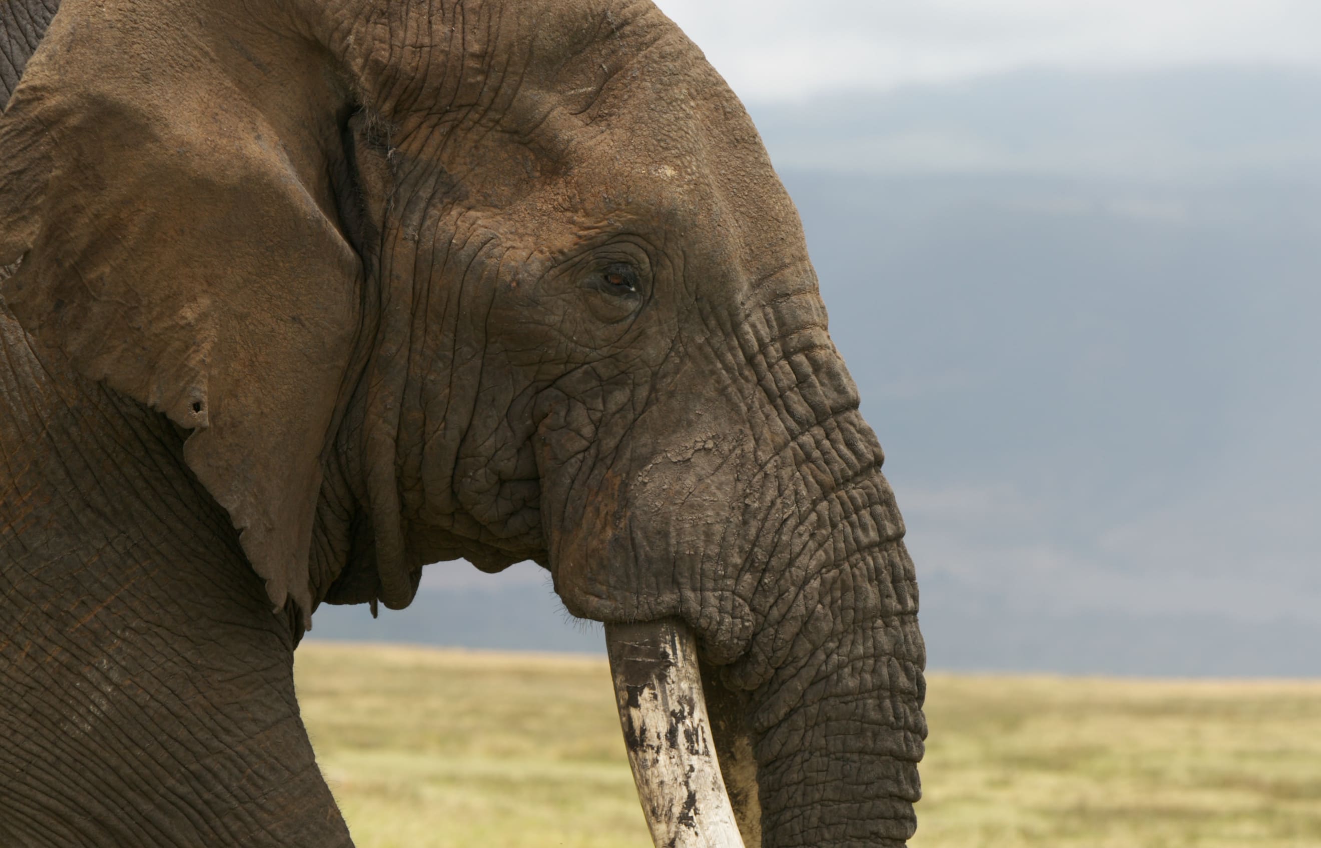 An elephant in Tanzania. The ivory from their trunks can fetch $US4000 a kilo in the illegal market. But their numbers are dwindling.