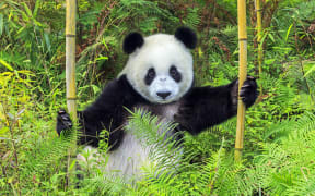 Panda
