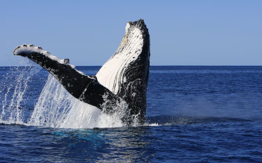 Humpback whale songs have been found to have "language-like" structures.
