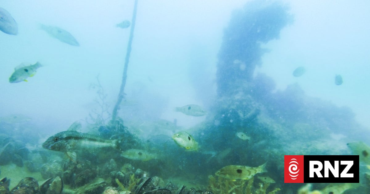 Collecting undersized shellfish still most common breach on Auckland coastlines