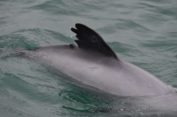 A tattered Hector's dolphin fin