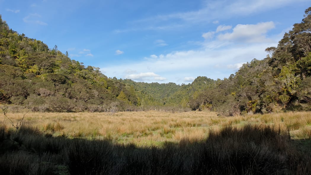 Tony Pascoe, who lives at Mangapēpeke Valley, says there's 23 species of native birds in the area, including kiwi roaming the area.
