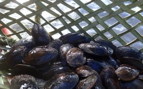 It didn't take long to collect a kete worth of kakahi for the translocation to Zealandia.