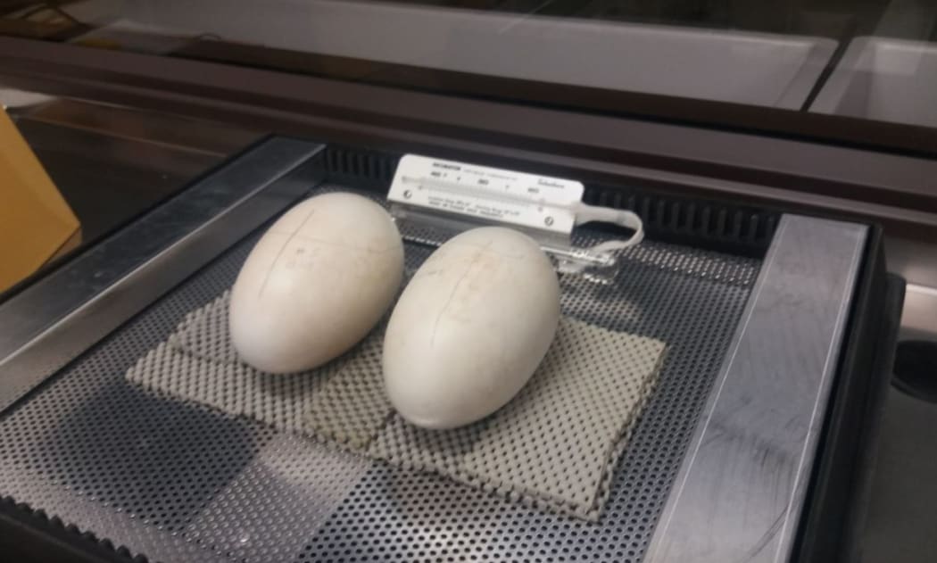 Two kiwi eggs in the kiwi nursery at There are two kiwi eggs in the kiwi nursery.