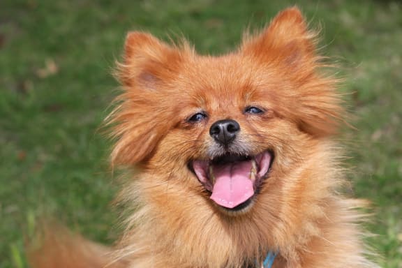 ginger dog