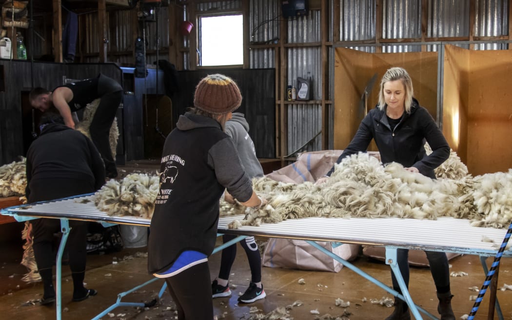 Wool handlers including Charlotte Bell spread and sort fleeces on a table in the shearing shed while a shearer works in the background