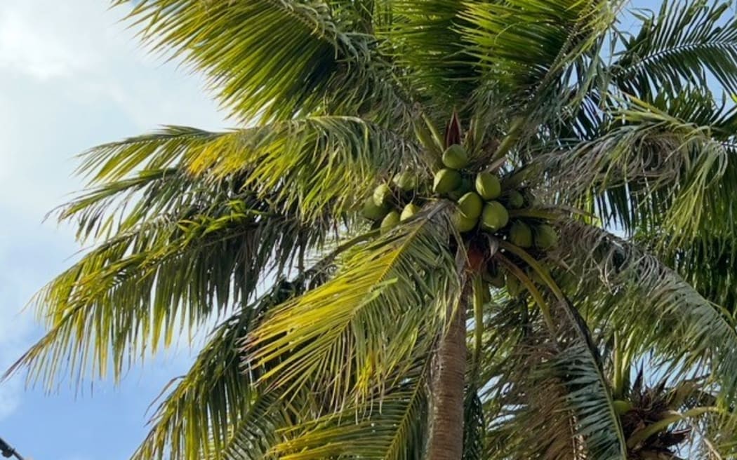 Coconut peat from coconuts could be a $12-million industry for the CNMI economy.