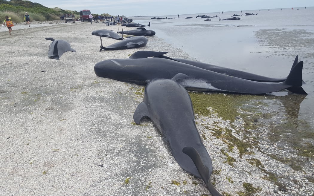 Some of the whales that are stranded on Farewell Spit.