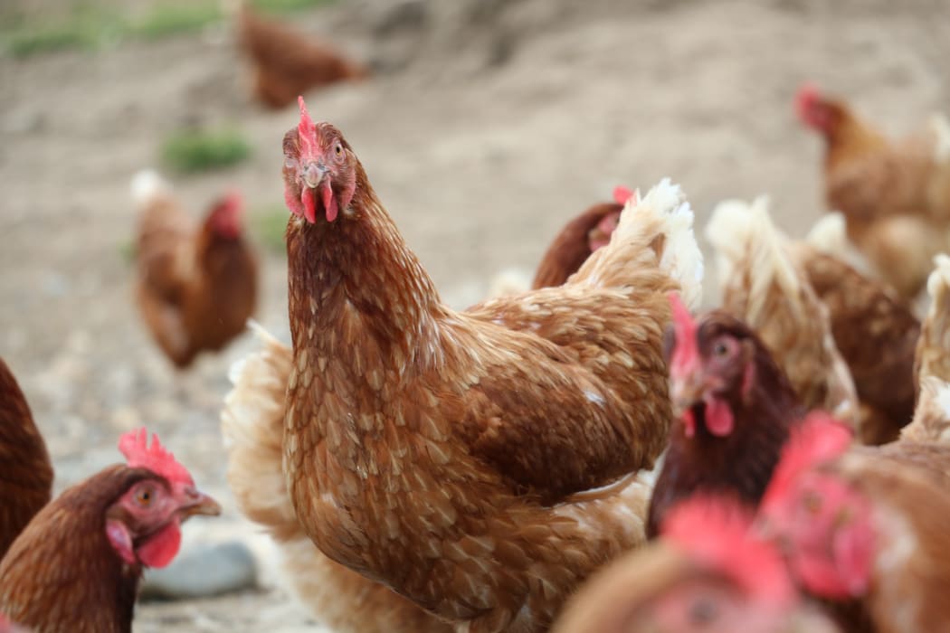 Te Waewae egg farm