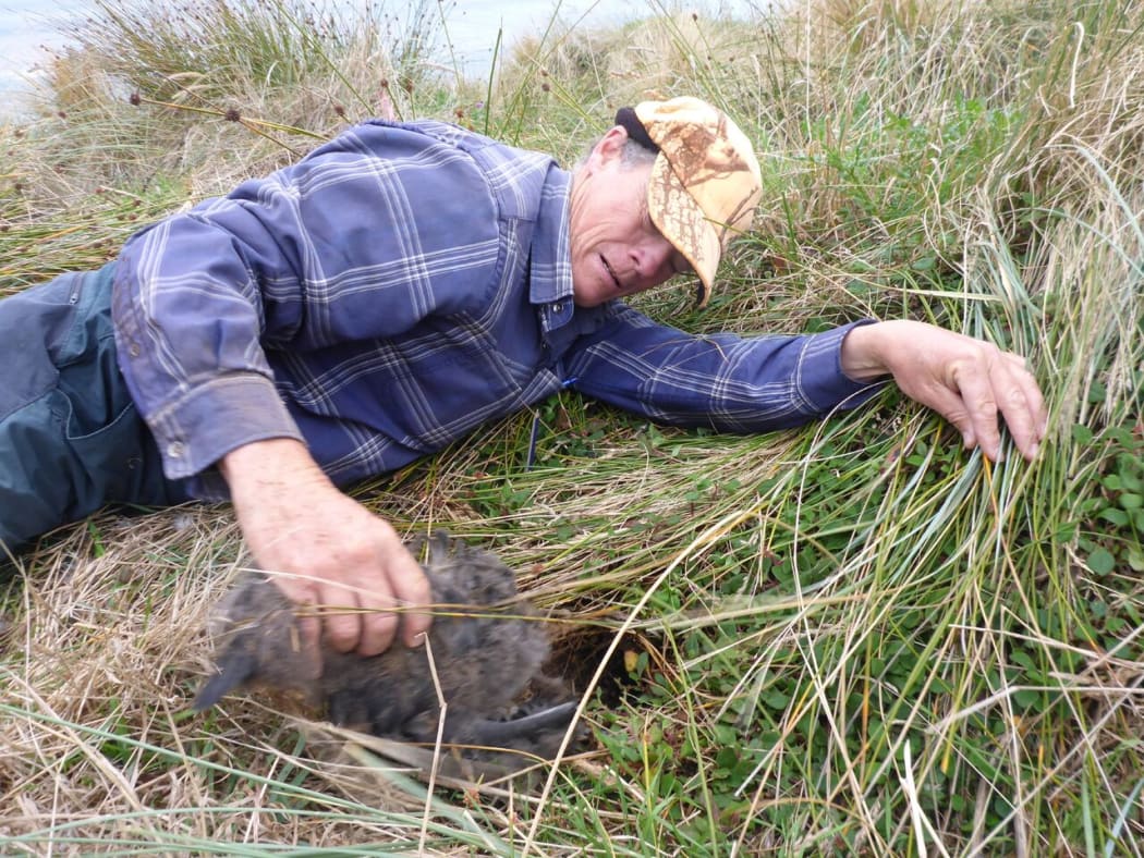 Forest and Bird volunteer and contractor Graeme Loh said it was a gruesome scene to find all the chicks dead.