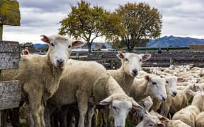 The weekly sheep sale at Gisborne's Matawhero Stockyards