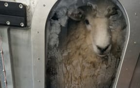 A sheep in the New Zealand-designed methane measuring chamber in the UK