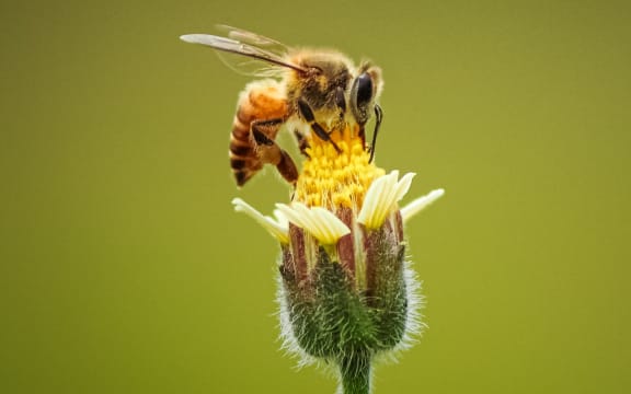 honeybee