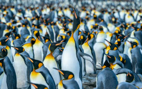 Penguins on the South Georgia and the South Sandwich Islands.