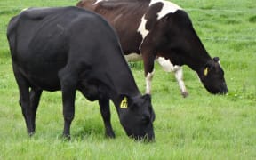 When cows graze on a paddock, they deposit a patch of concentrated nitrogen every time they pee.