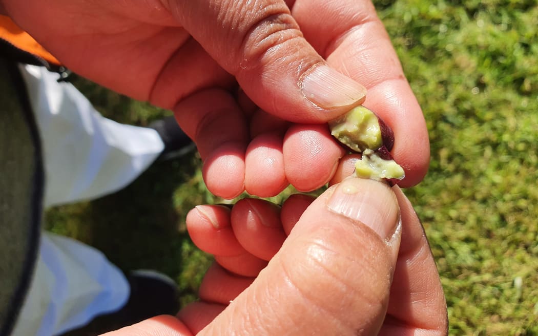 An olive at harvest time