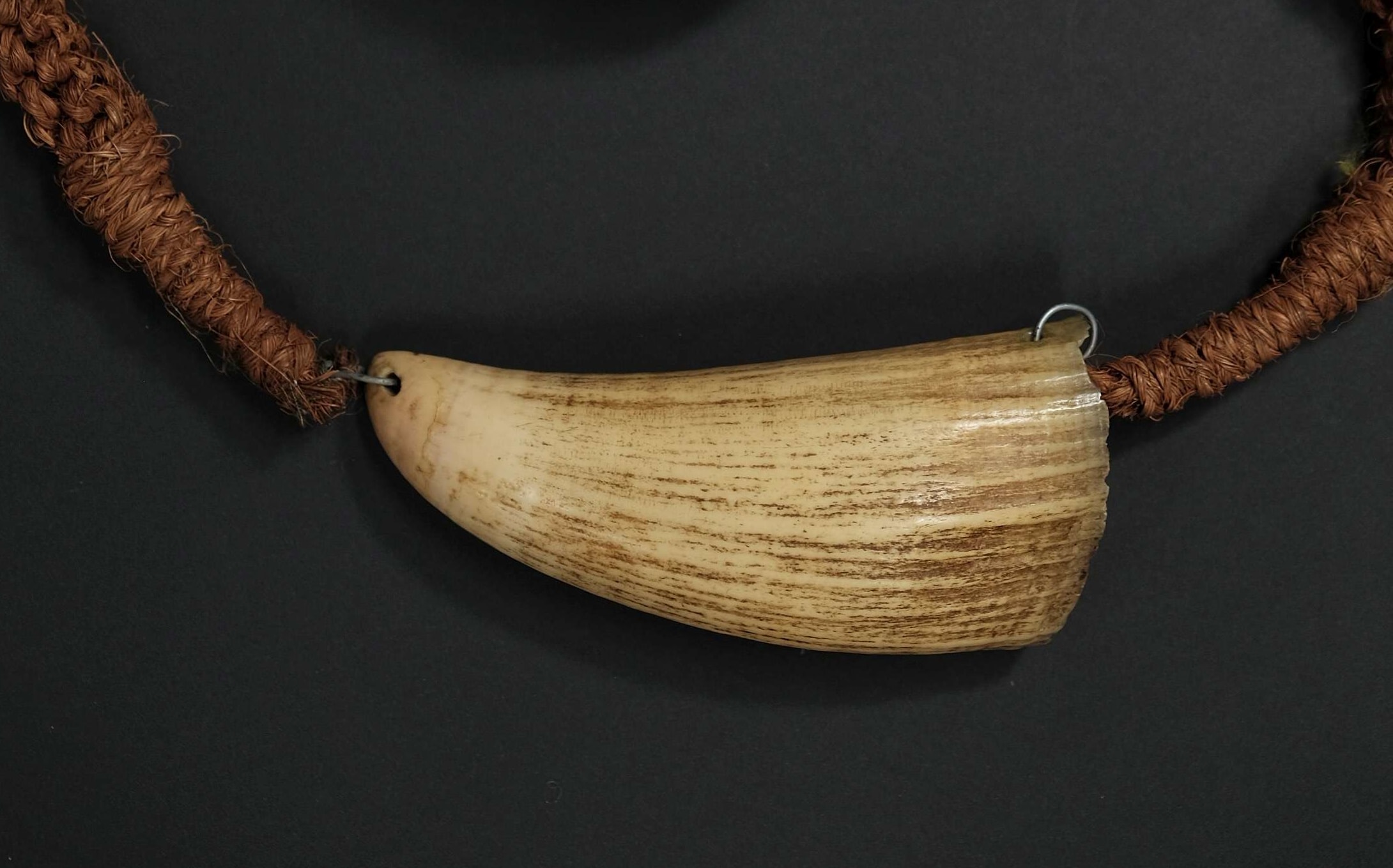 A Tabua seized at New Zealand’s border under the CITES act. It is one of more than 100 in the Department of Conservation’s possession.
