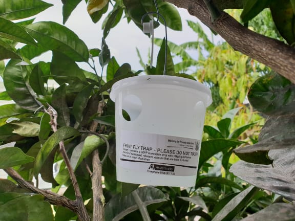 A fruit fly trap in Ōtara.