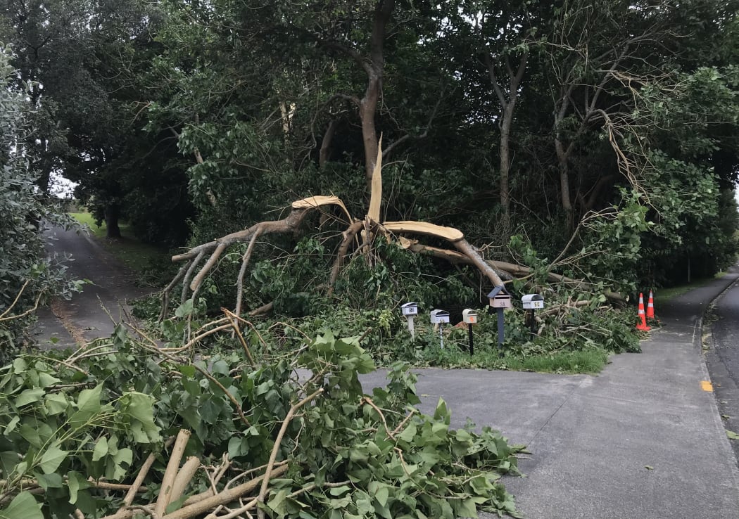 Branches split from tree at Onerahi, Whangārei, in gales and heavy rain at the weekend.